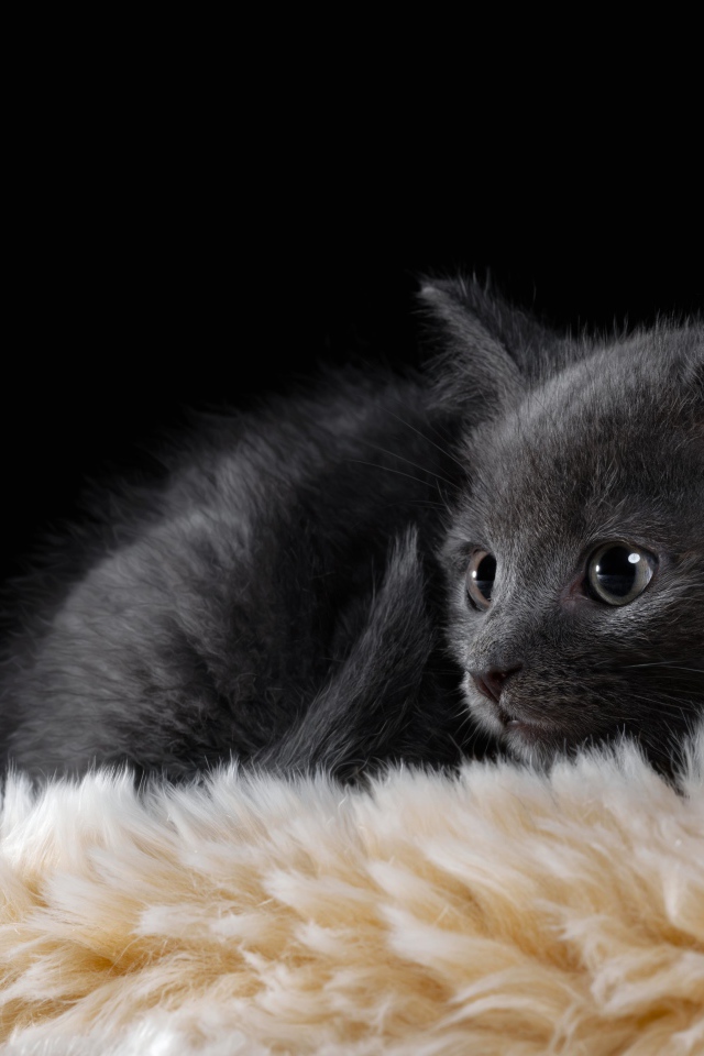 Маленький британский котенок лежит на меховой подстилке 