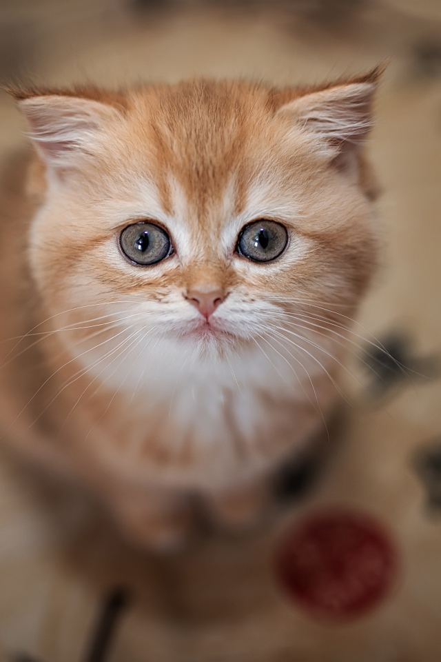 Маленький милый рыжий котенок крупным планом