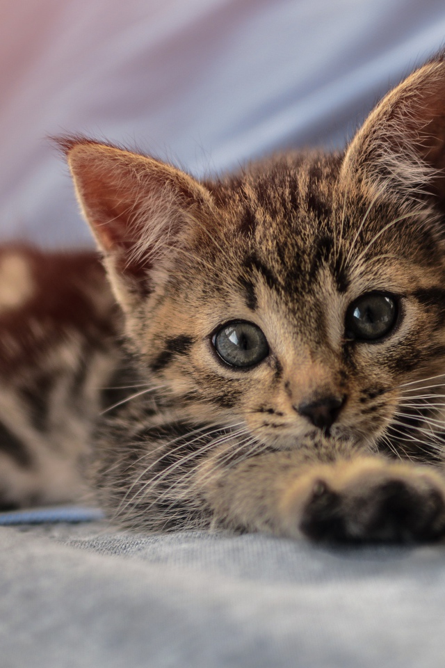 Маленький милый серый котенок лежит на руках