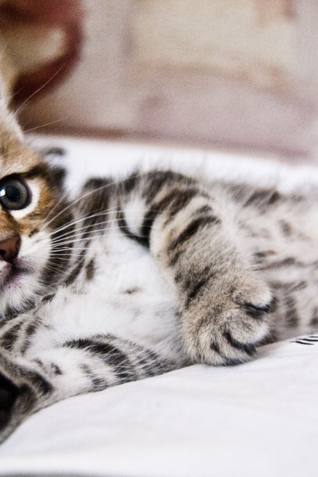 Маленький милый серый полосатый котенок лежит на кровати 