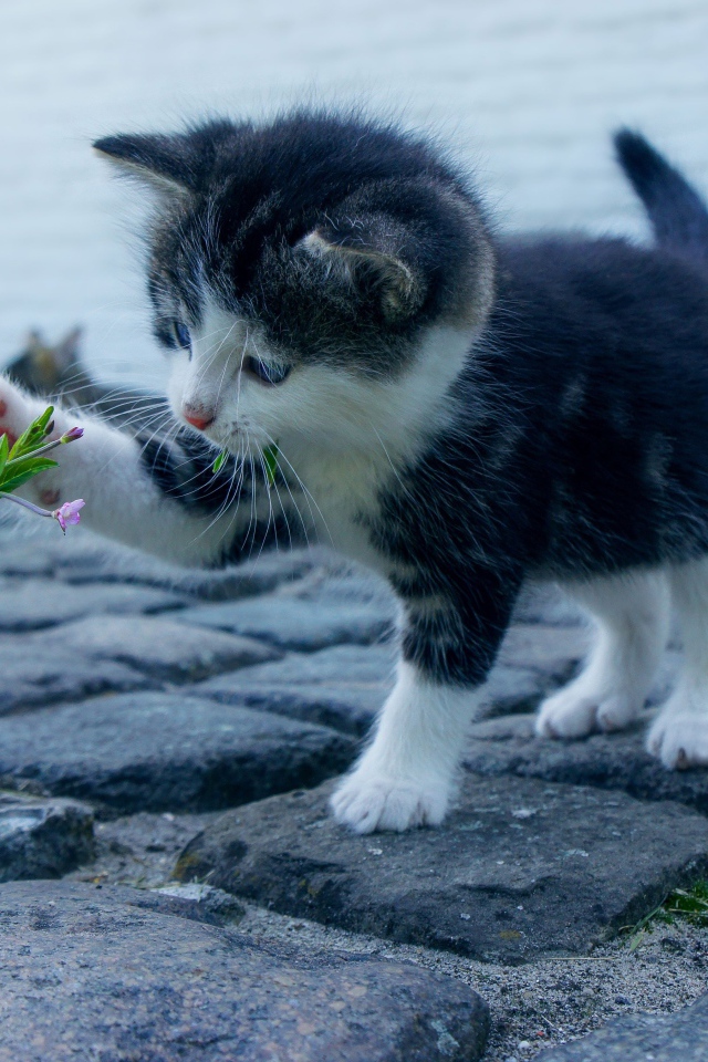 Маленький милый котенок играет с цветком