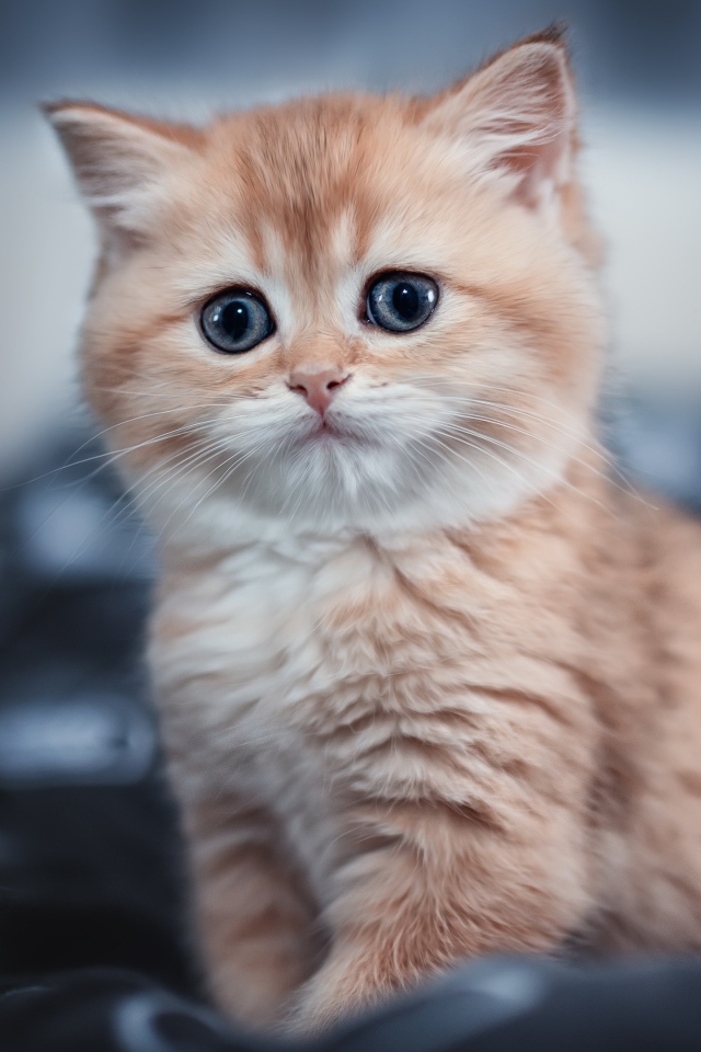 Маленький пушистый рыжий котенок сидит на черном покрывале 