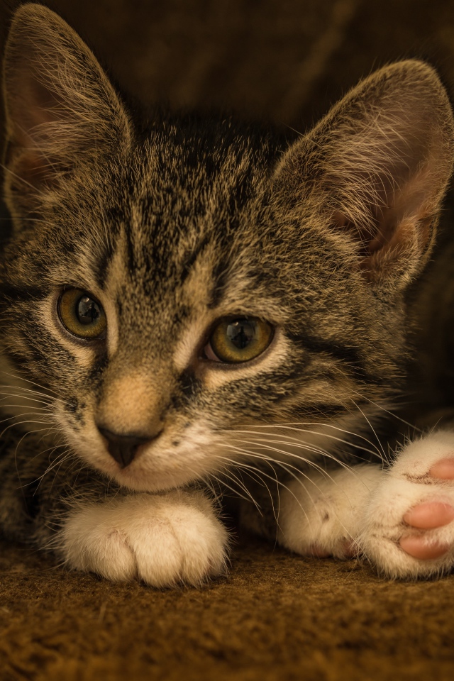 Маленький забавный серый котенок  в домике