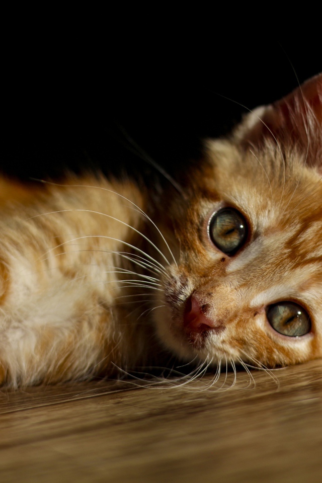 Маленький рыжий котенок лежит на полу 