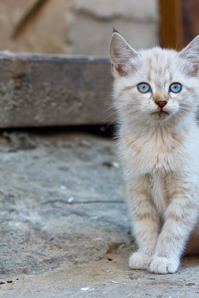 Маленький рыжий бездомный котенок