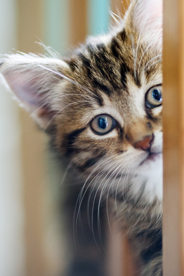 Маленький серый котенок играет 