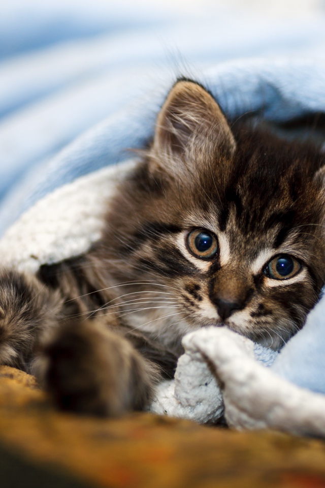 Маленький серый котенок лежит под голубым покрывалом