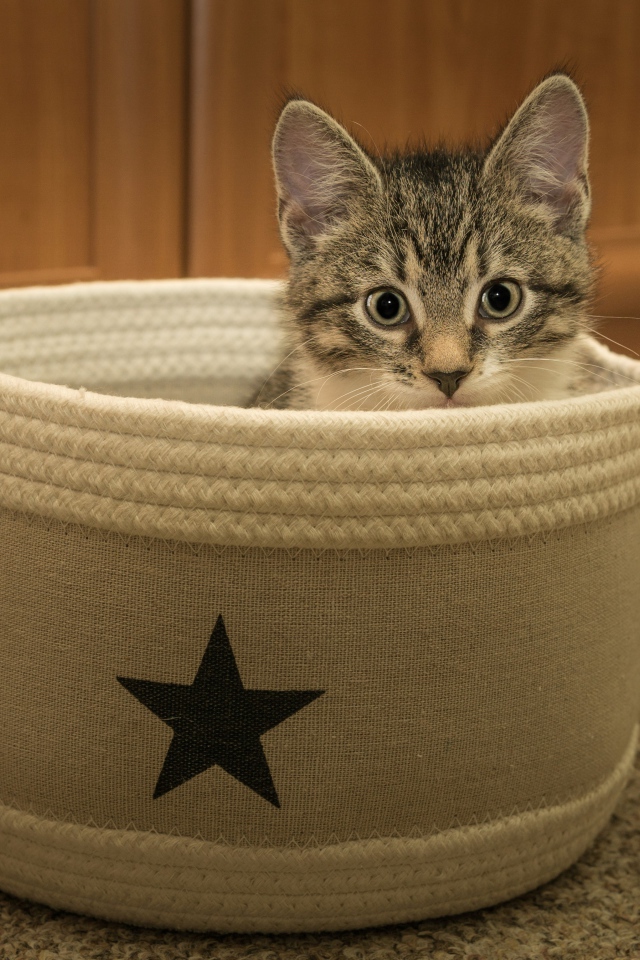 Маленький серый котенок на лежанке