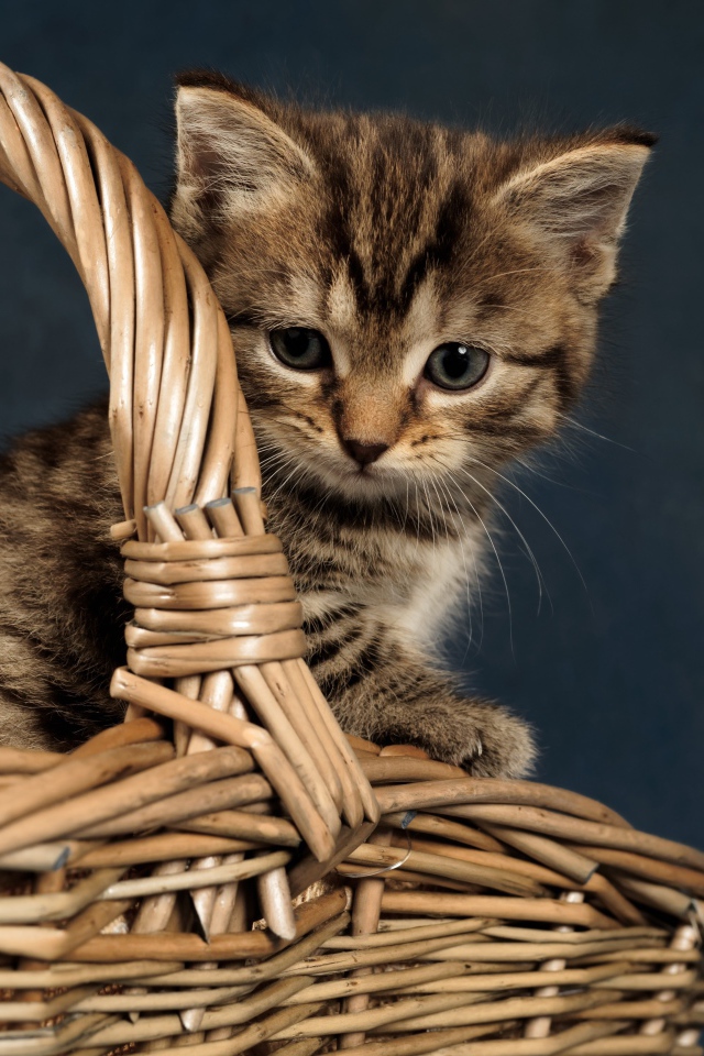 Маленький серый котенок сидит в плетеной корзине