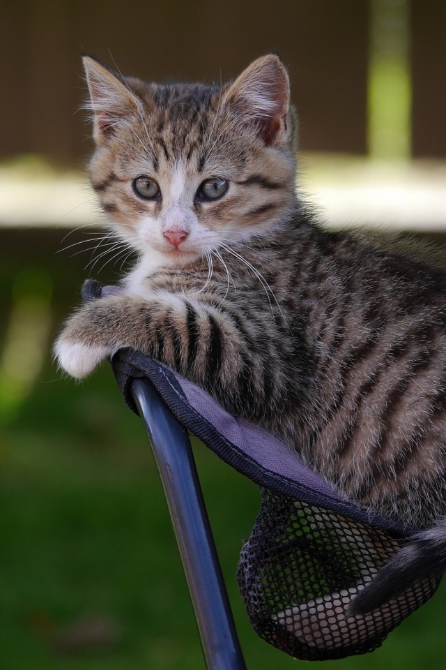 Маленький серый котенок сидит на стуле