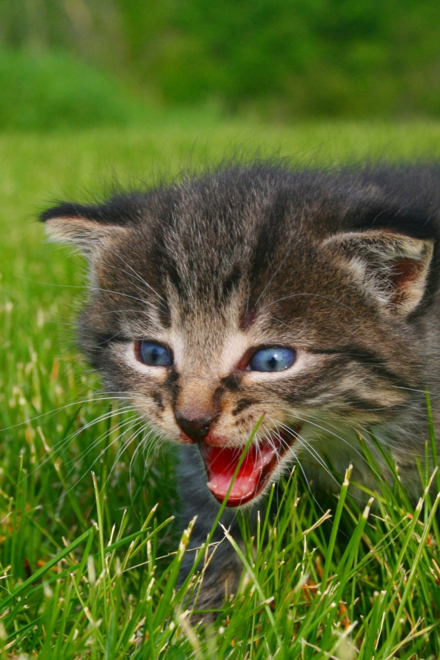 Маленький серый котенок идет по зеленой траве