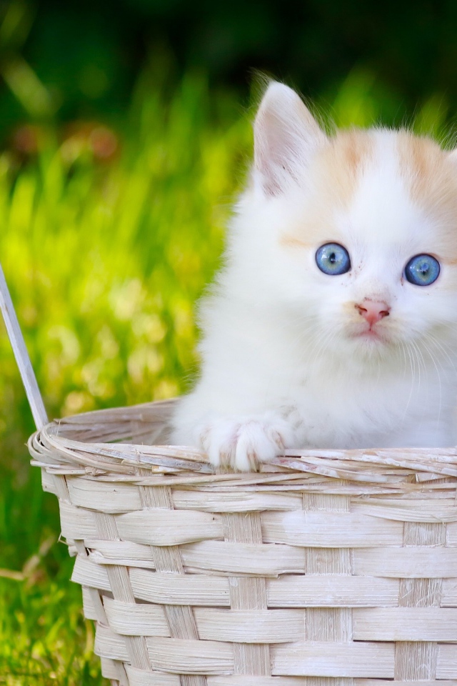 Маленький котенок в корзине на зеленой траве