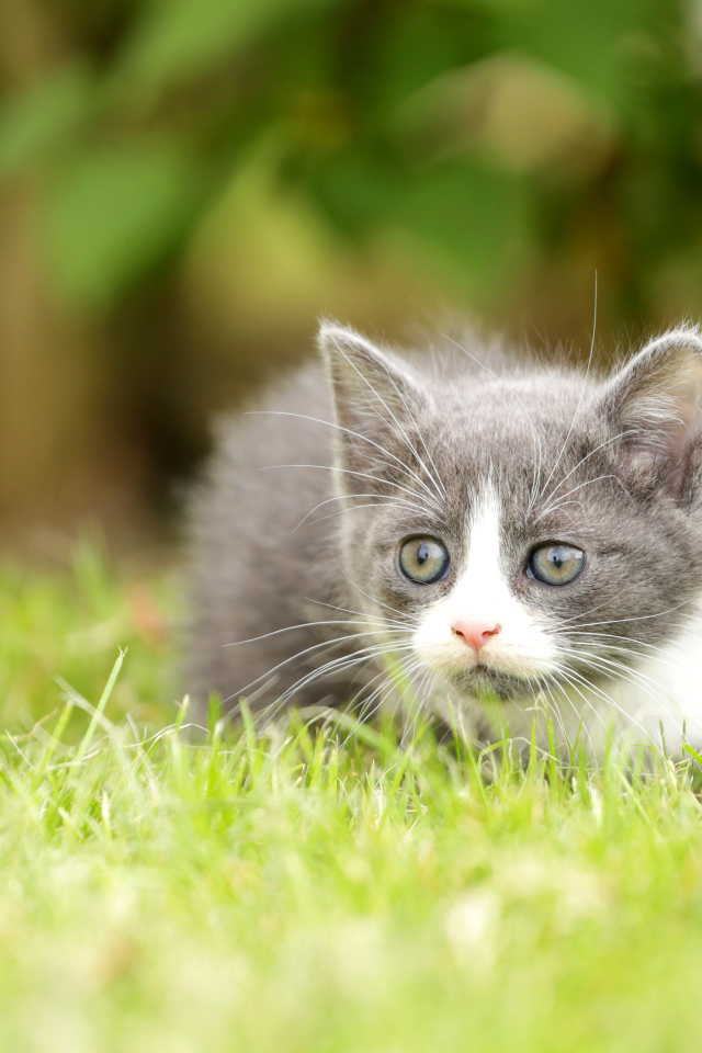 Маленький котенок лежит на зеленой траве
