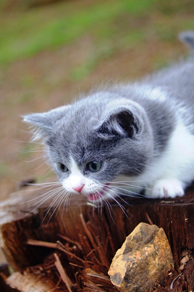 Маленький котенок кричит на старом пне