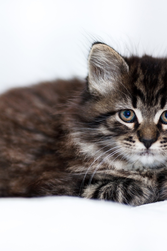 Маленький породистый серый котенок лежит на белом покрывале 