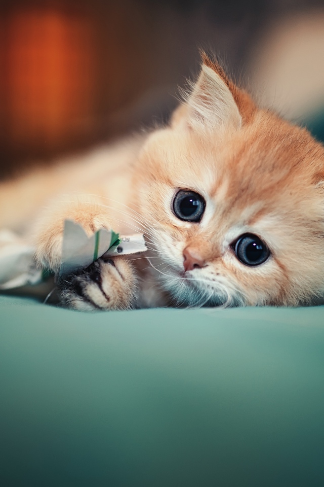 Маленький испуганный котенок играет на кровати 