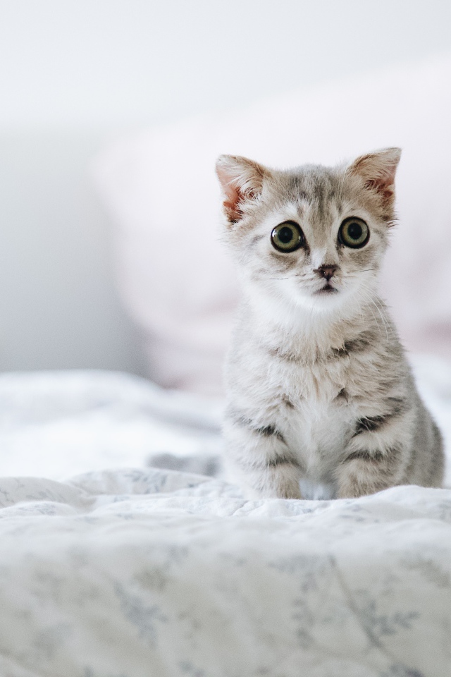 Little scared kitten sitting on the bed