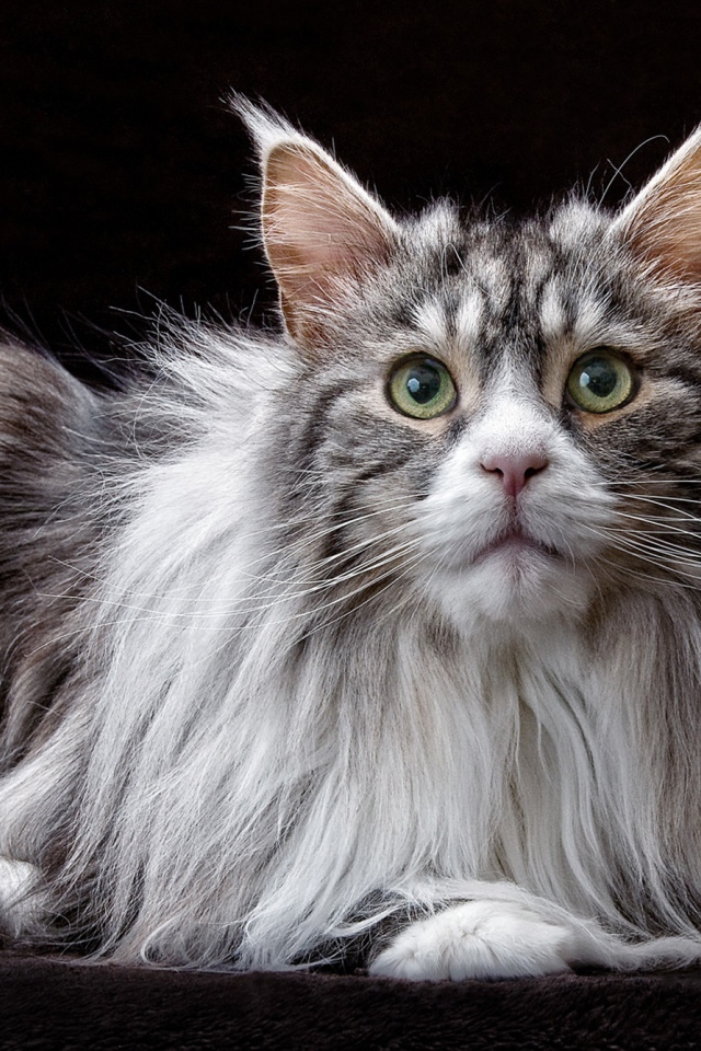 Большой кот породы мейн кун  на черном фоне