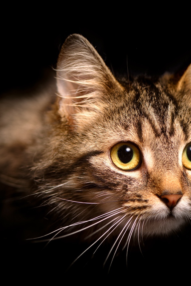 Морда пушистой серой кошки на черном фоне