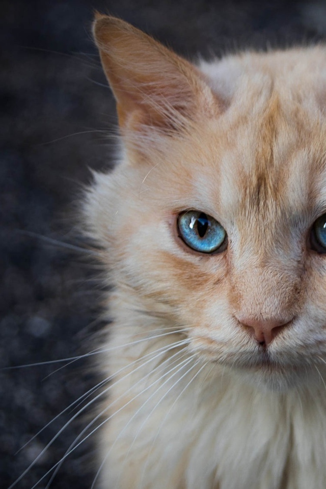 Морда рыжего голубоглазого кота крупным планом