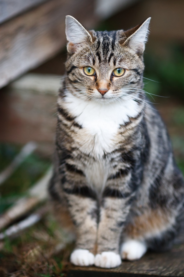 Задумчивый серый кот сидит на деревянной лавке