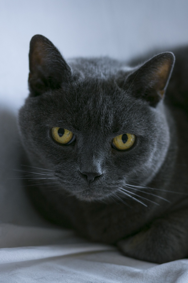 Породистый британский кот лежит на сером покрывале 