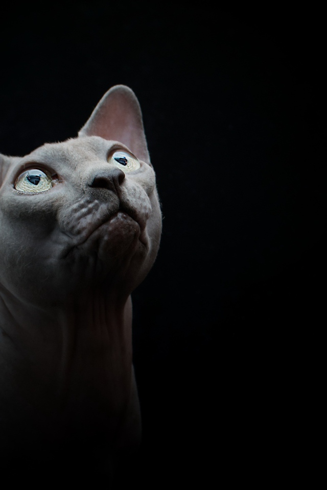 Породистый кот породы сфинкс на черном фоне