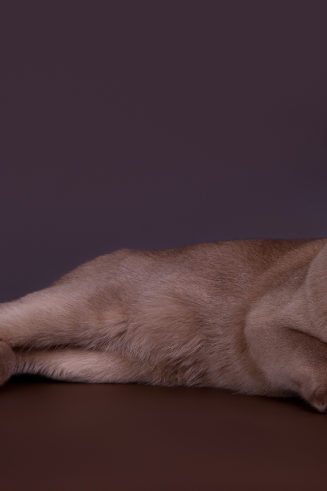 Породистый кот лежит на сером фоне