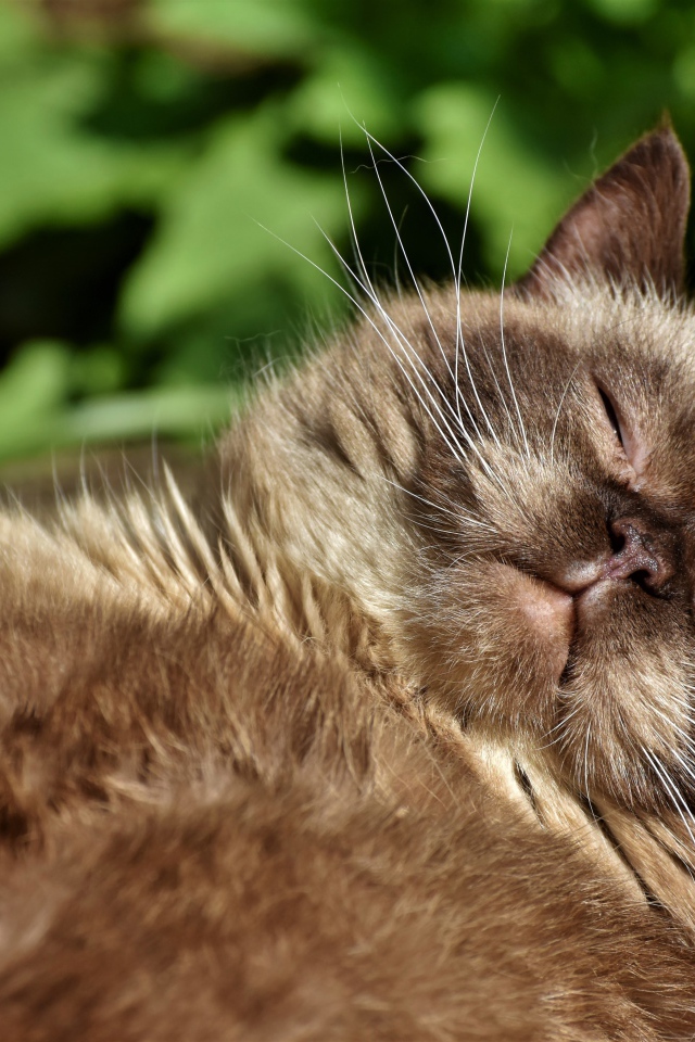 Породистый кот спит в лучах солнца