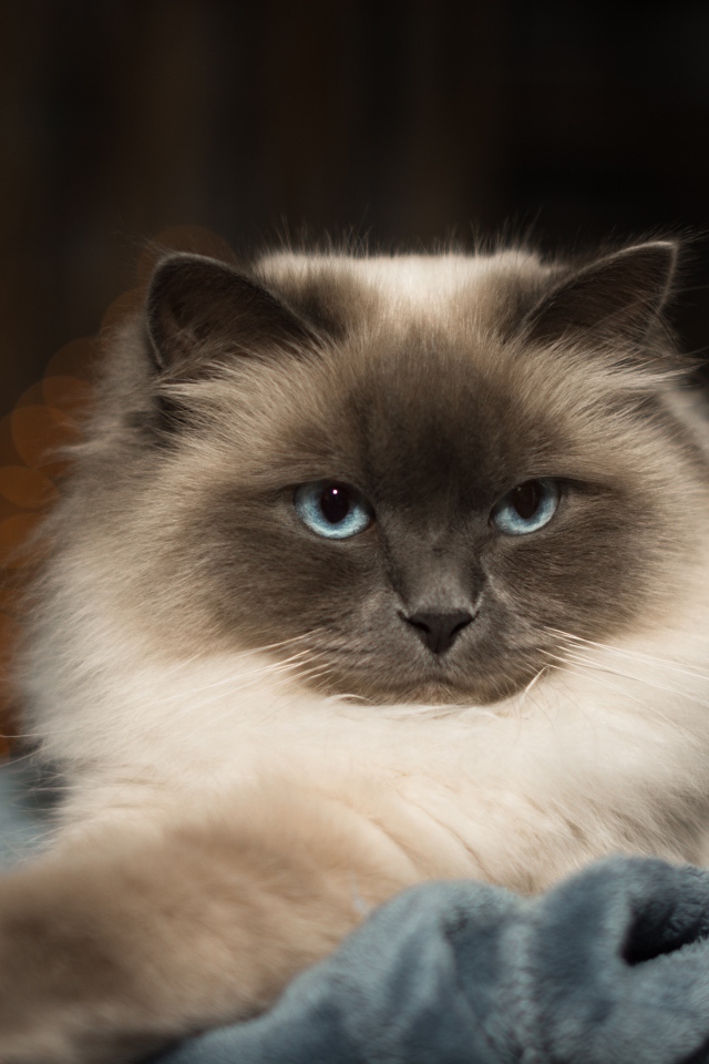 Породистый пушистый голубоглазый кот лежит на кровати