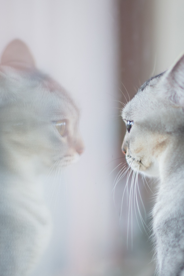 Породистая серая кошка отражается в окне