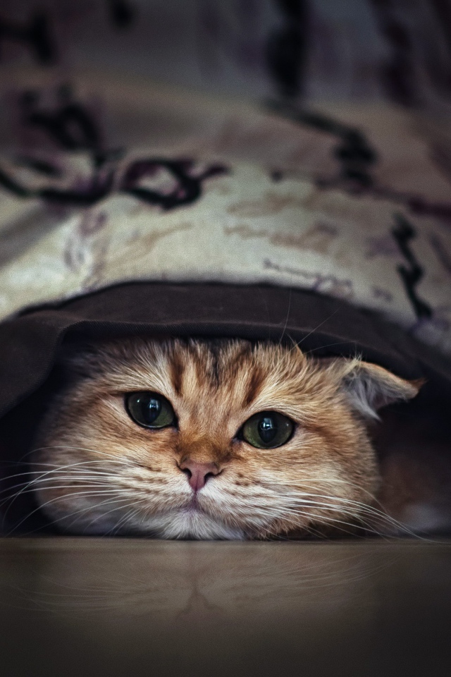 Породистый зеленоглазый кот прячется под кроватью 