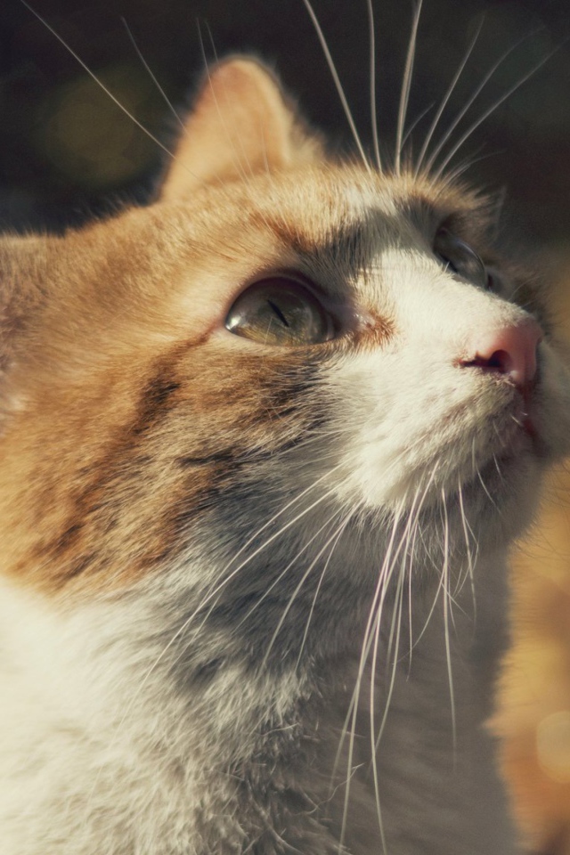 Рыжий с белым кот смотрит вверх 