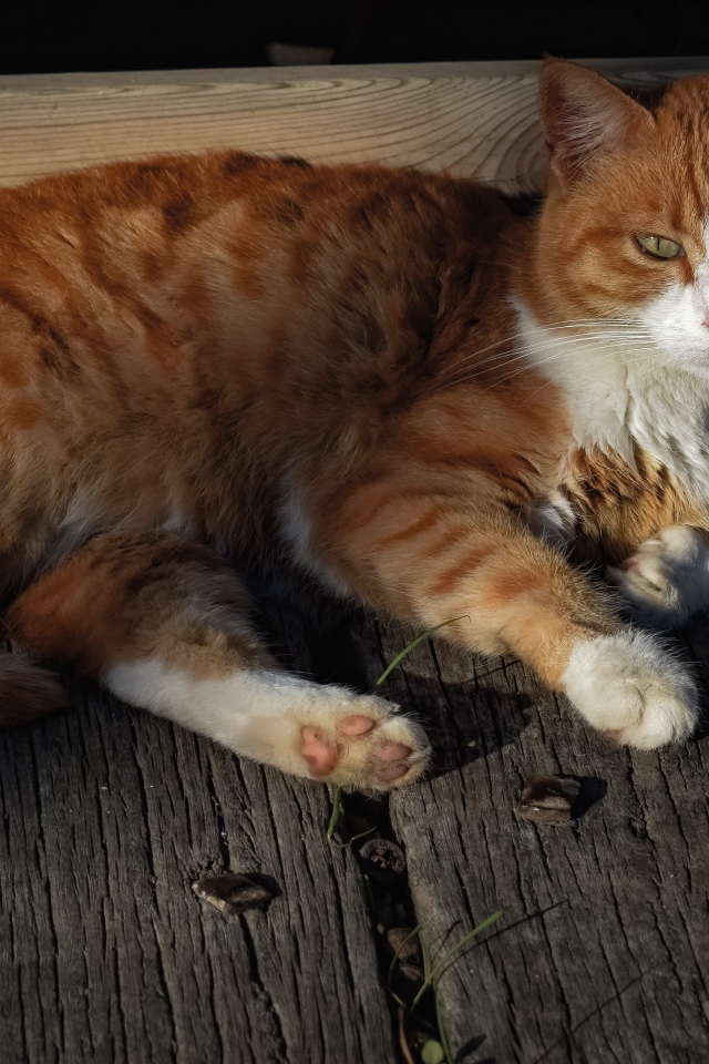 Рыжий кот в лучах солнца лежит на досках 