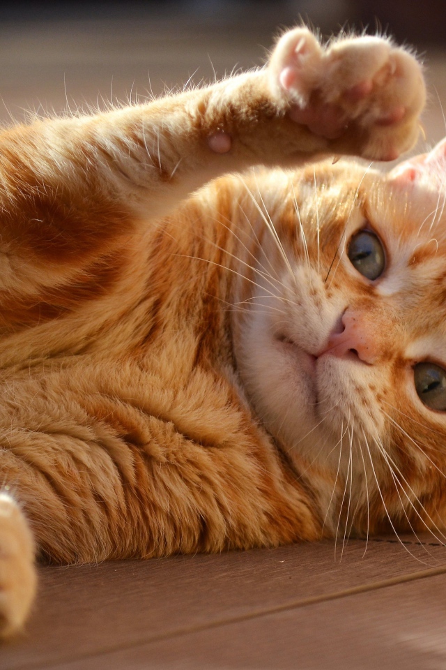 Рыжий кот играет на полу 