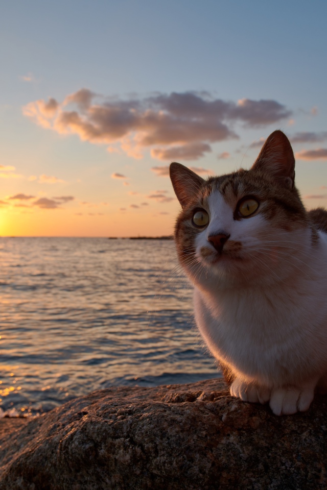 Red cat sits on a stone by the sea at sunset