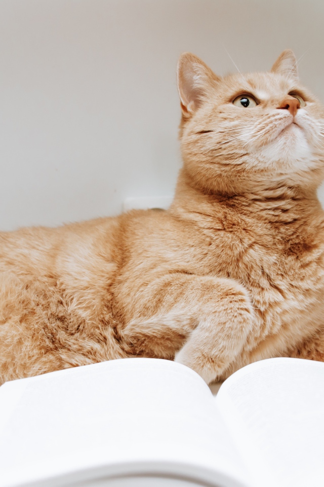 Рыжий кот с книгой на сером фоне