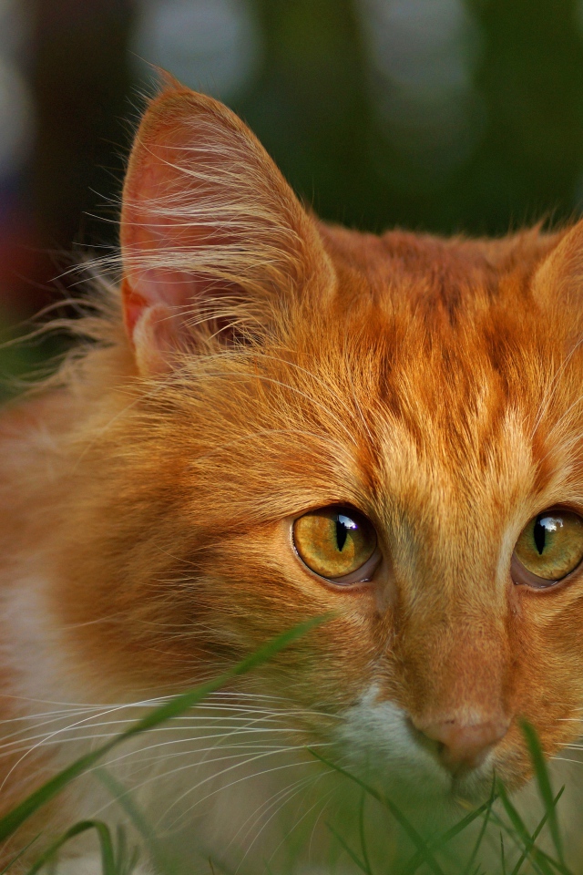 Рыжий кот со смешными глазами сидит в зеленой траве