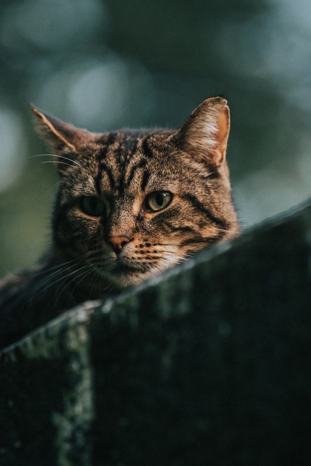 Грустный серый кот сидит на улице 