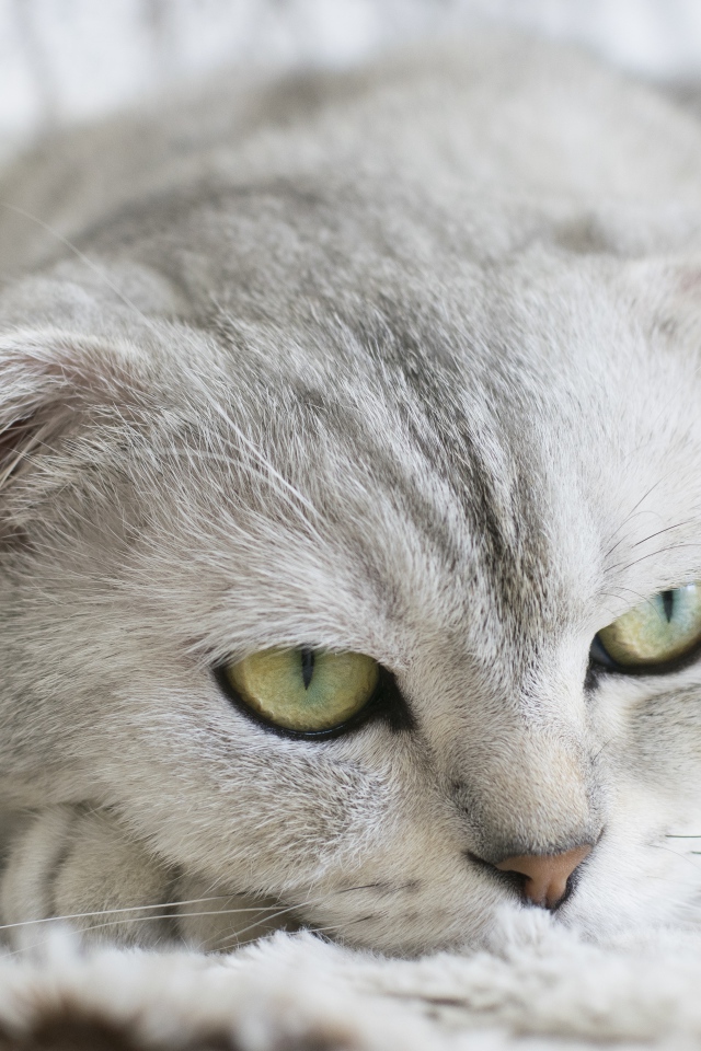 Грустный серый породистый кот лежит на кровати 