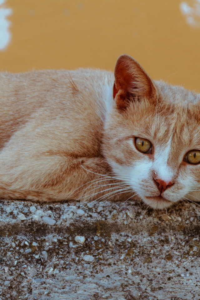 Грустный рыжий кот лежит на камне