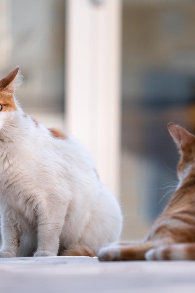 Испуганный голубоглазый кот с рыжим соперником