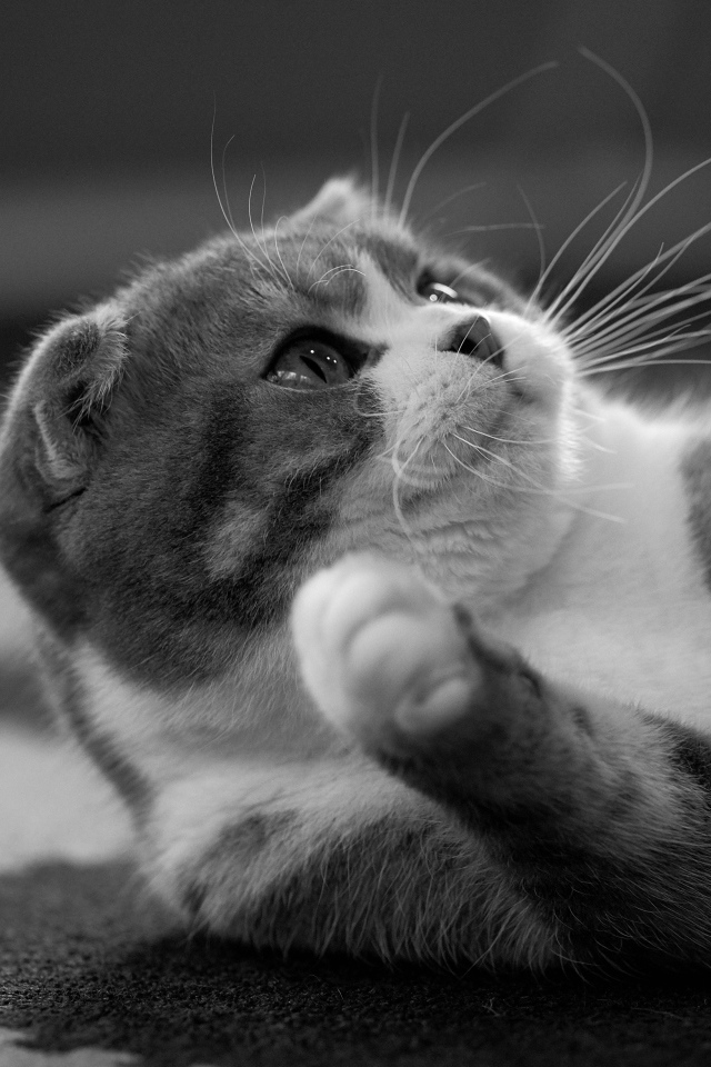 Шотландский котенок лежит на ковре 