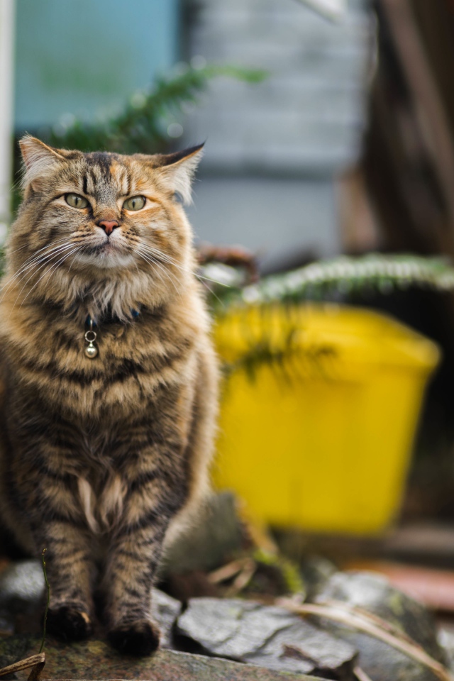Серьезный серый кот с ошейником 