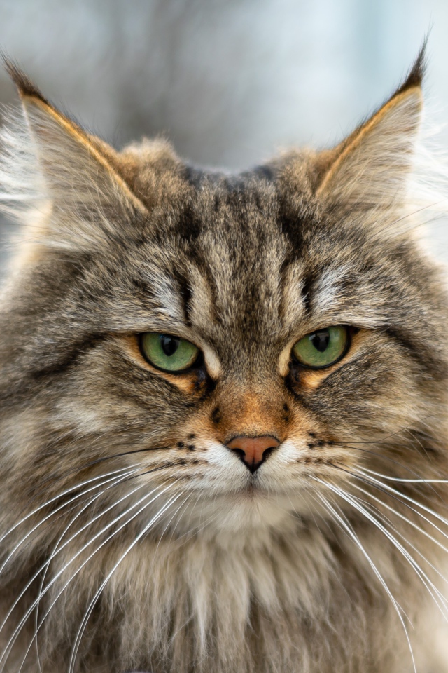 Серьезный зеленоглазый пушистый кот с кисточками на ушах 