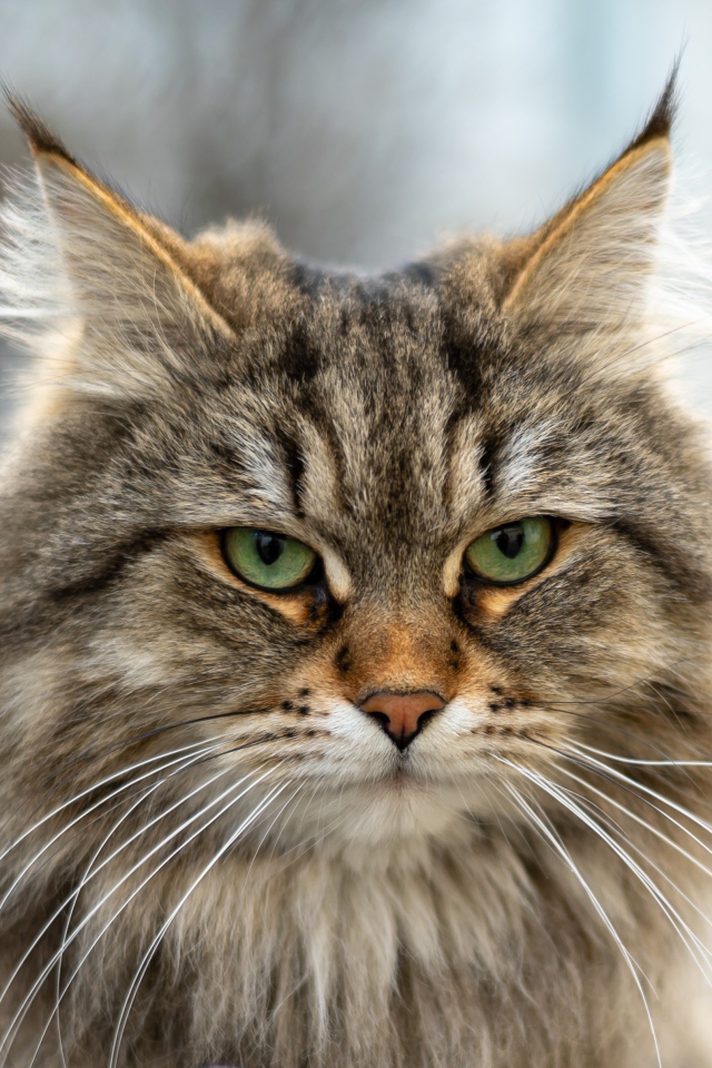 Серьезный зеленоглазый пушистый кот с кисточками на ушах 