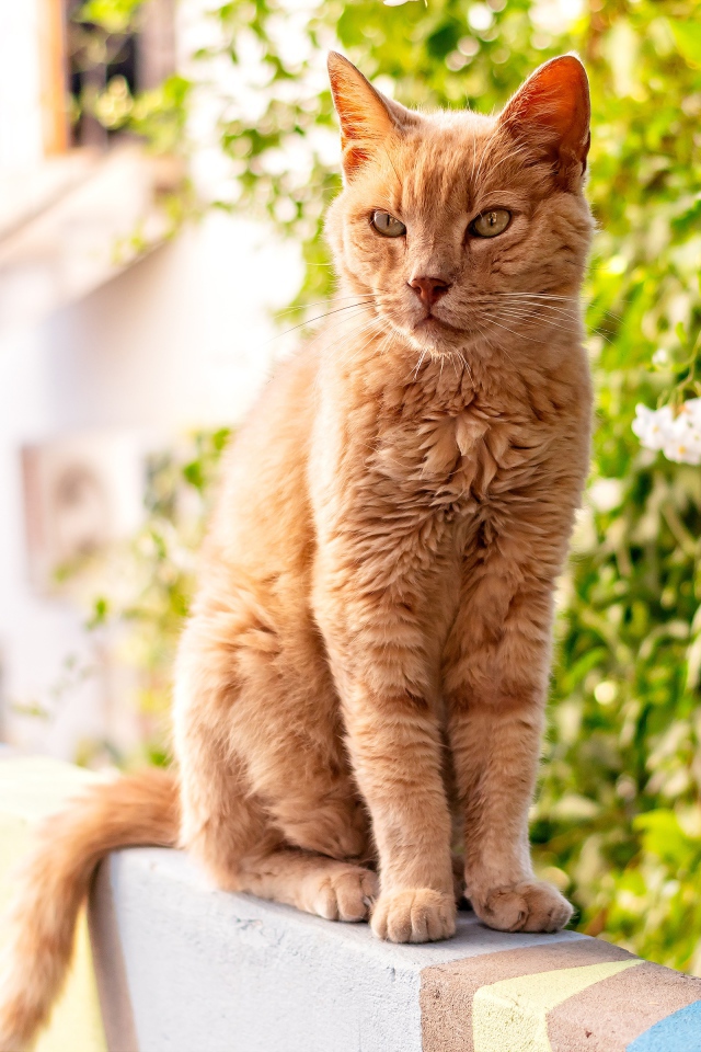 Серьезный рыжий кот сидит на перилах 