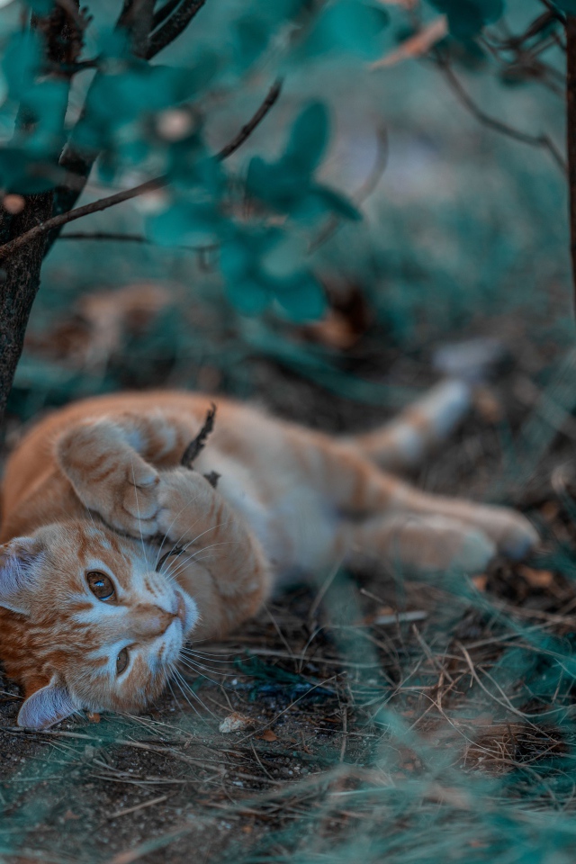 Маленький рыжий котенок в ветках 