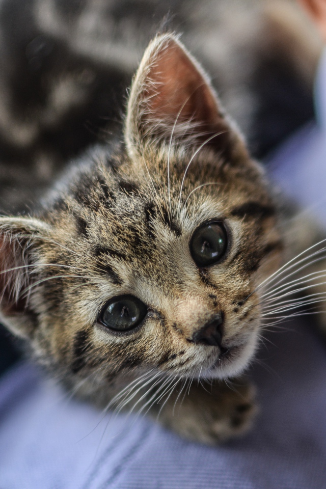 Маленький серый котенок на плече у мужчины