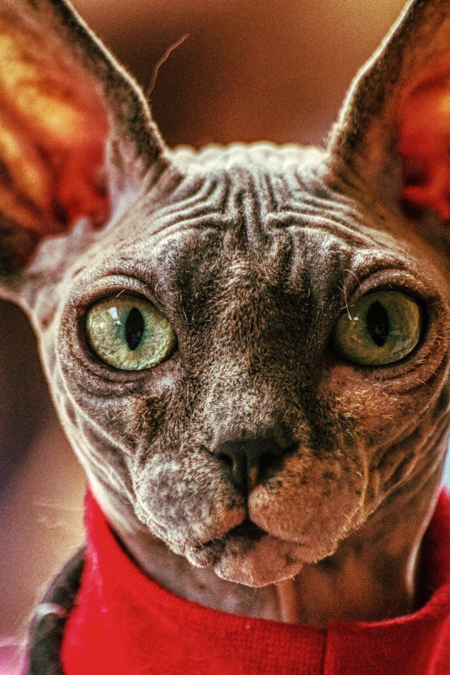Кот сфинкс в свитере крупным планом